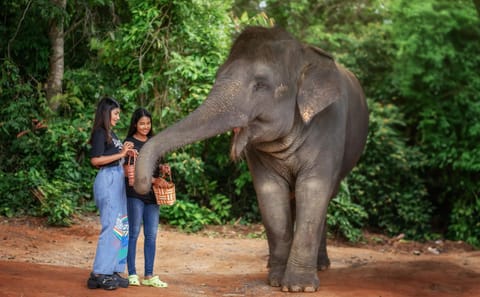 Elephant Feeding Experience in Phuket