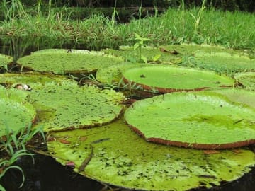 4-Day Jungle Adventure Tour at Amazon Lodge in Manaus