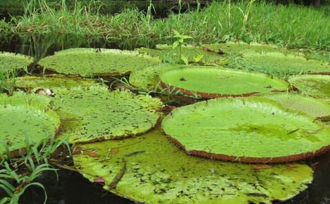 4-Day Jungle Adventure Tour at Amazon Lodge in Manaus