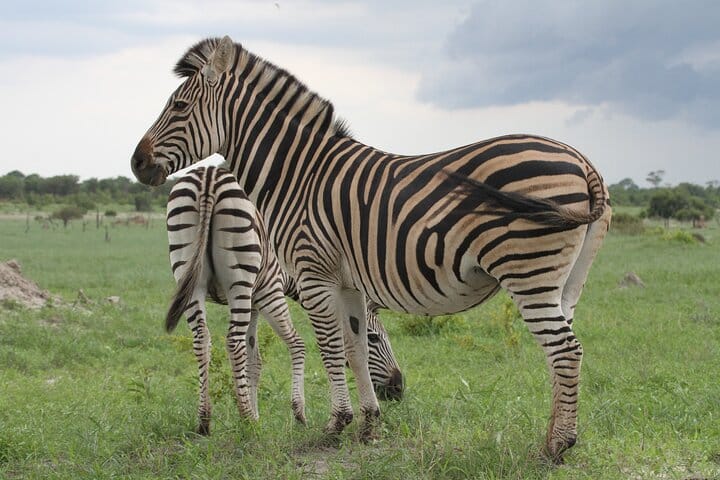 15 minutes scenic helicopter flight above Victoria Falls-Zimbabwe