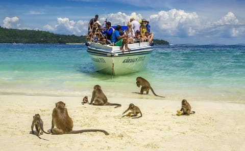 Discover Maya Bay at Dawn: Avoid the Phi Phi Crowds