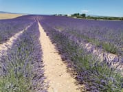 Live a real and unique experience in a lavender field 3