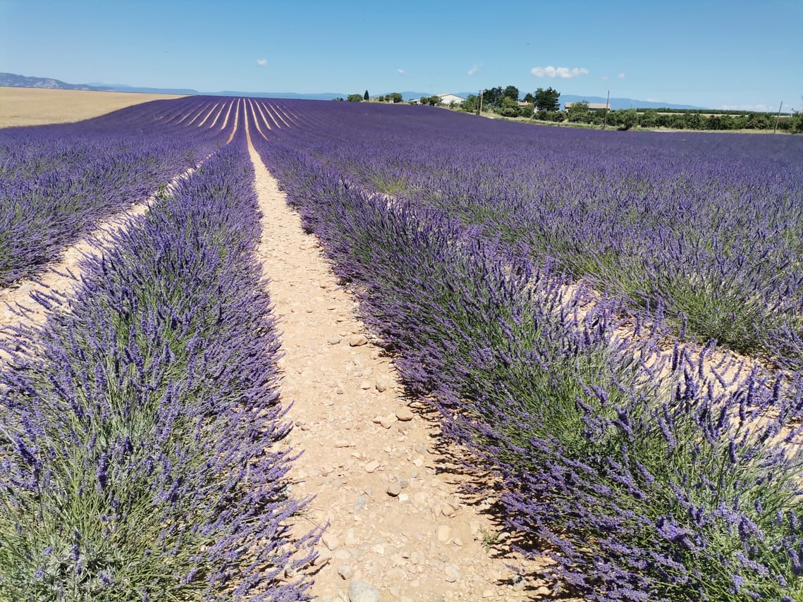 Live a real and unique experience in a lavender field 3