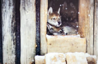 Husky Farm Visit with Husky Safari 10km - Saariselkä 4