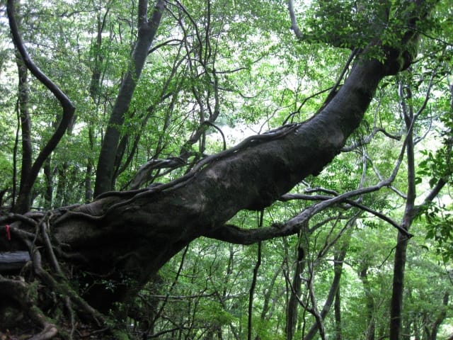 Shiratani-Unsuikyo Trekking Tour in Yakushima Island photo 6