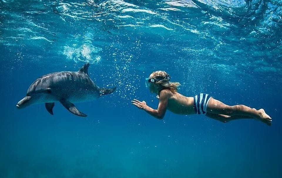 Swim with Dolphins Snorkeling, Sailing Trip with Lunch – Hurghada