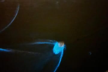 Fireflies and Bioluminescent Night Tour with Seafood Delight (Meet at Location)