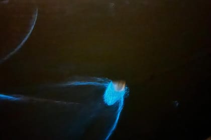 Fireflies and Bioluminescent Night Tour with Seafood Delight (Meet at Location)