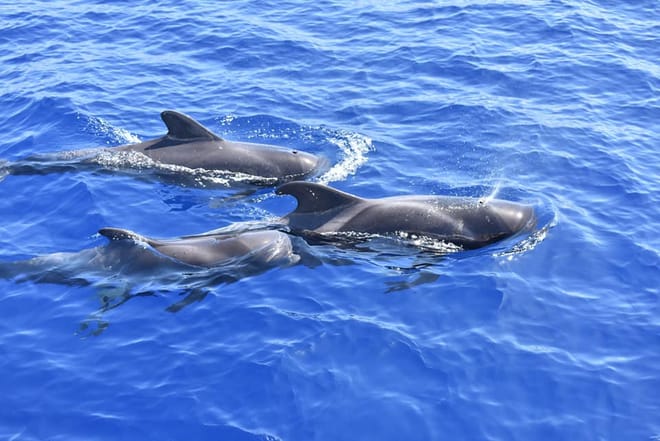 Whale Watching Catamaran in Costa Adeje photo 5