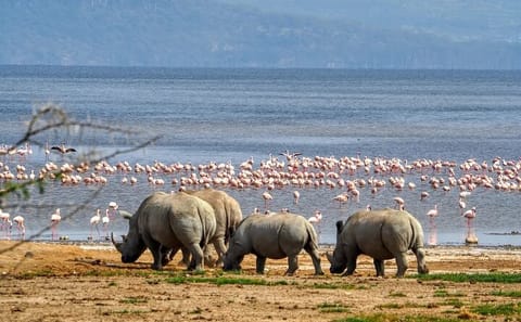 Two-Day Safari Tour of Lake Nakuru and Lake Naivasha