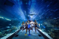 Dubai Aquarium and Underwater Zoo Admission Ticket with Options 3