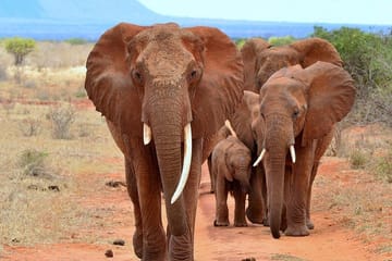 Nairobi-Half-Day Tour to David Sheldrick Elephant Orphanage