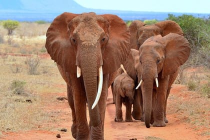 Nairobi-Half-Day Tour to David Sheldrick Elephant Orphanage