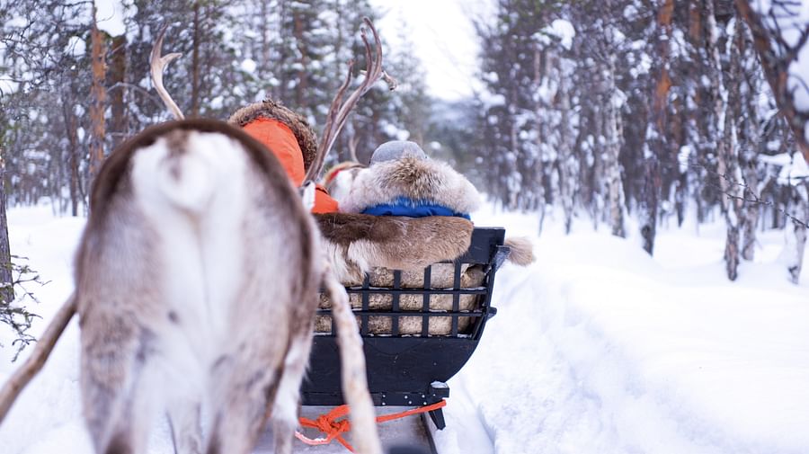 Reindeer Safari in Finnish Lapland