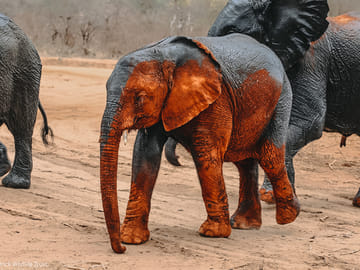 Elephant Orphanage & Giraffe Centre Tour