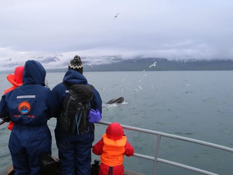 Classic Whale Watching from Dalvík, photo 5