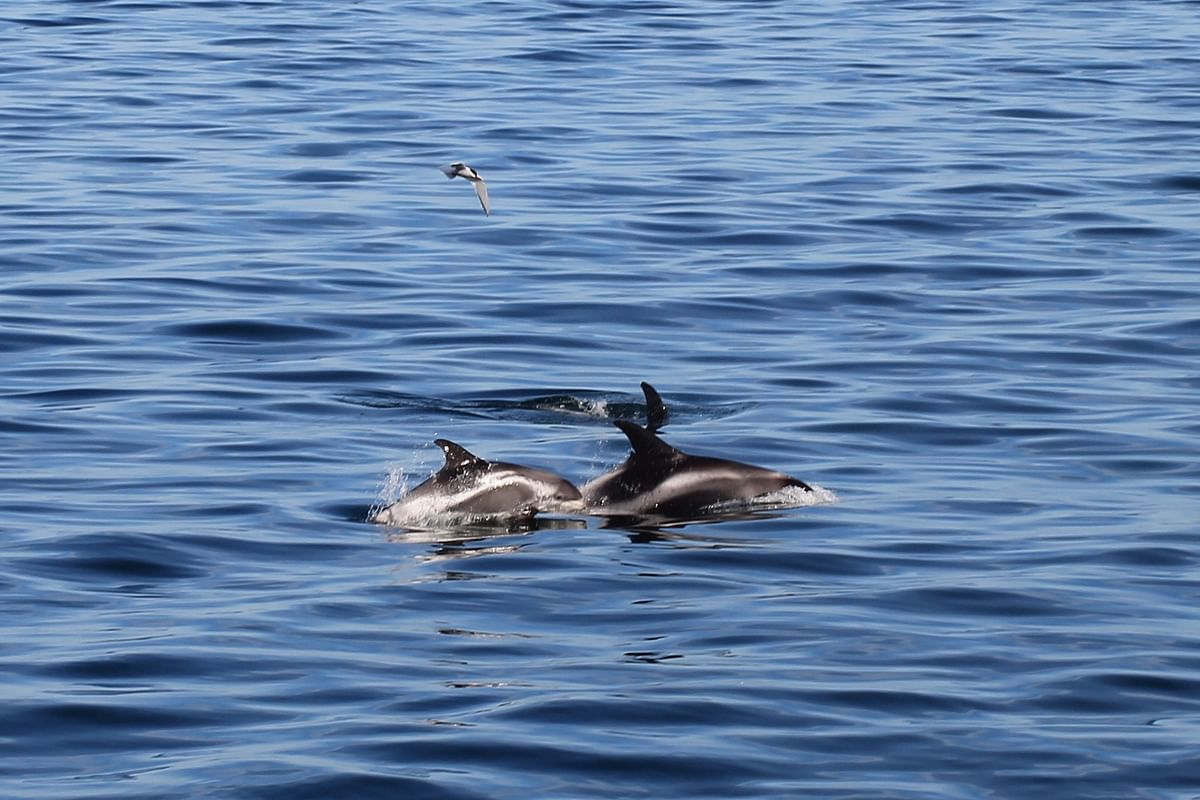 Whale Watching tour from Reykjavik