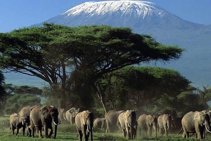 3 Days Amboseli & Tsavo West National Park Safari From Nairobi