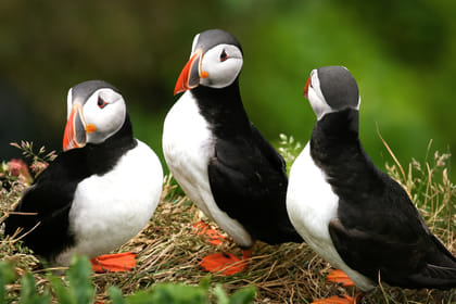 Puffin Watching Yacht Cruise from Downtown Reykjavík – Small Group Experience
