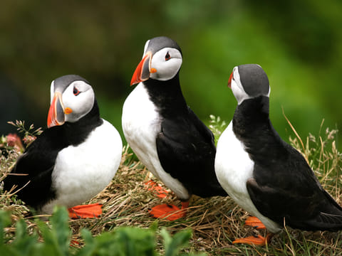 Puffin Watching Yacht Cruise from Downtown Reykjavík – Small Group Experience, photo 5