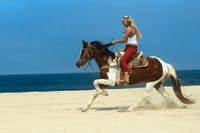 Two Hours Adventure Horse Riding In Hurghada 1