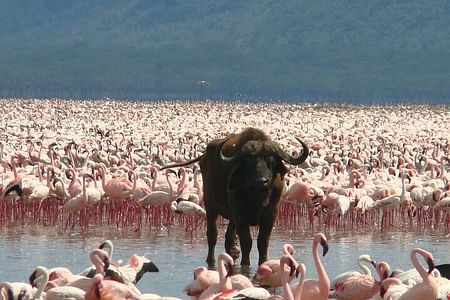 Lake Bogoria, Naivasha & Nakuru Park: Birdwatching & Safari Adventure