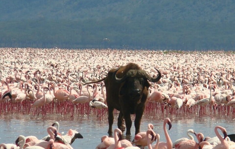 3 Days Lake Bogoria, Naivasha and Nakuru Park