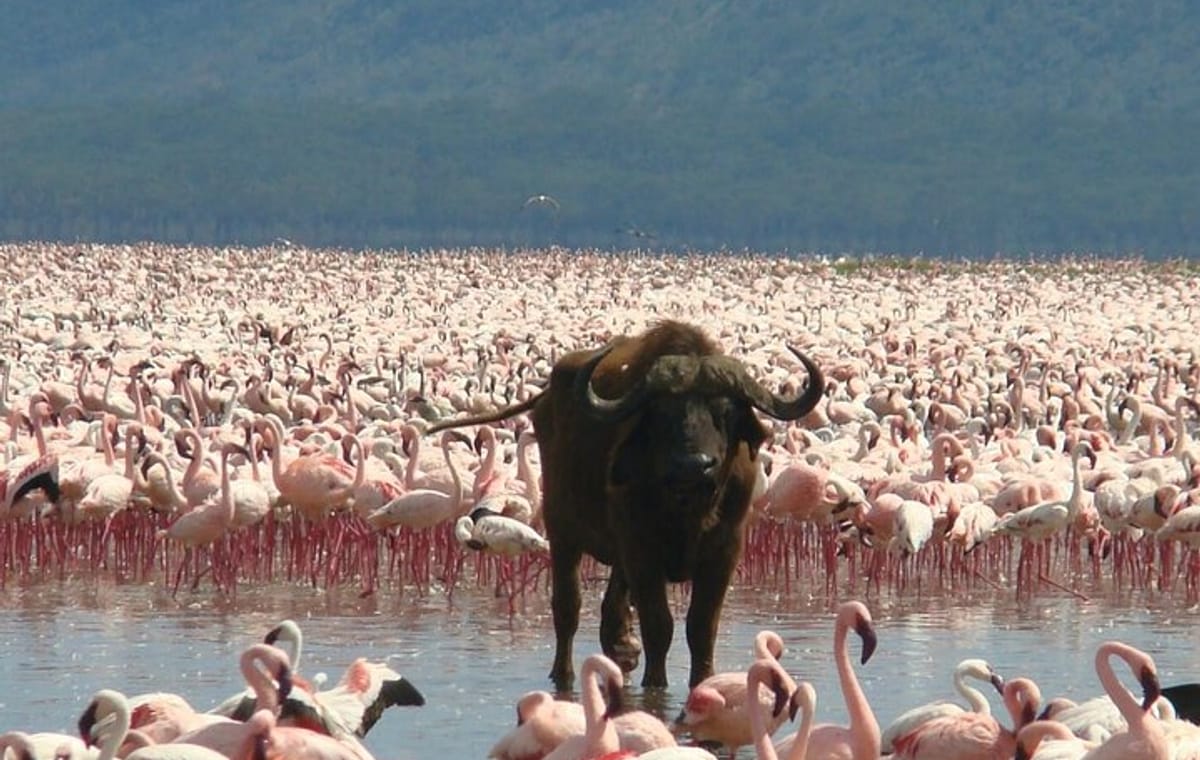3 Days Lake Bogoria, Naivasha and Nakuru Park