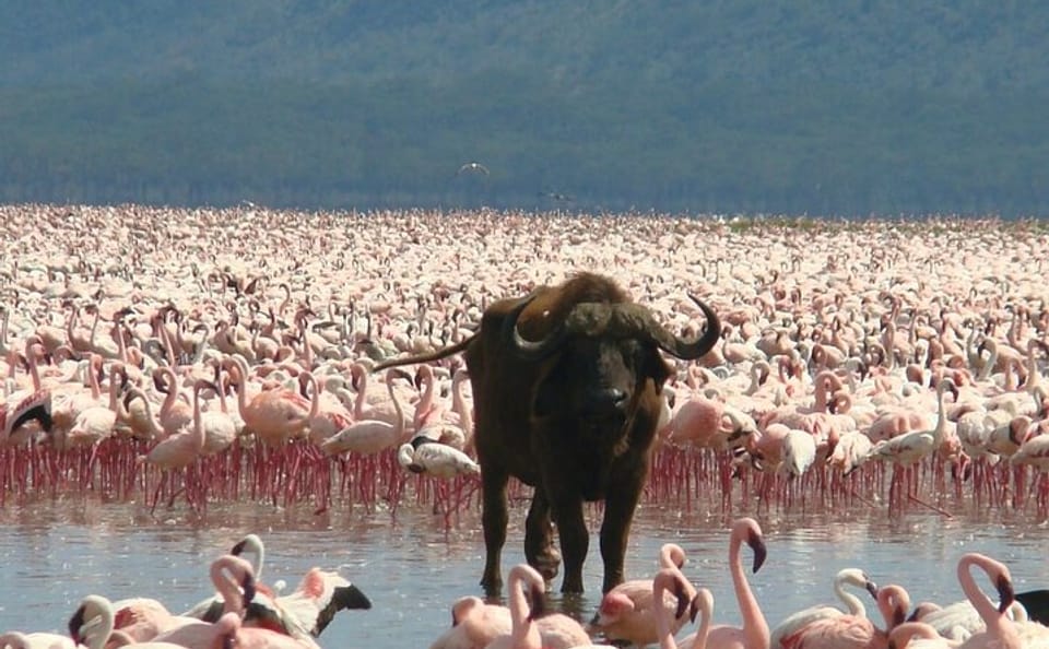 3-Day Adventure Tour of Lake Bogoria, Naivasha, and Nakuru Park
