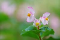 Private Day Tour to South China Botanical Garden from Guangzhou 5