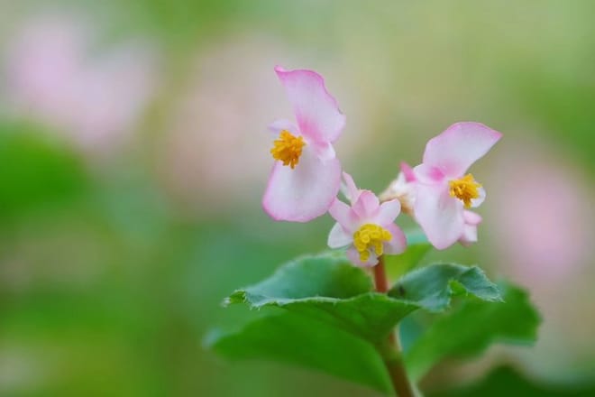 Private Day Tour to South China Botanical Garden from Guangzhou 5