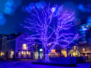 The Blue Christmas Tree at our starting point