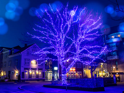 The Blue Christmas Tree at our starting point