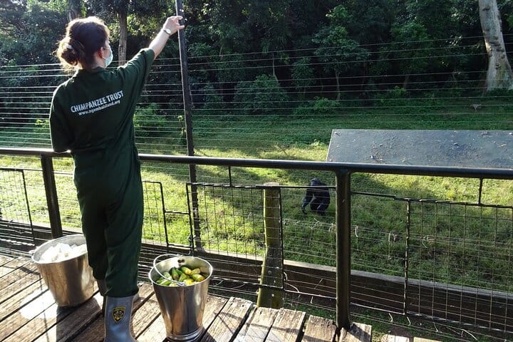 7-Day Private Uganda Chimpanzees and Gorilla Trek Tour from Entebbe