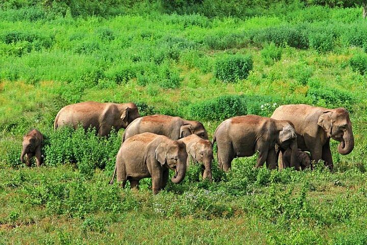 Kolkata to Saranda Forest: Elephant Corridor Adventure Tour