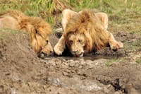 4 days,3 nights group joining lodge safari to Serengeti ,Ngorongoro and Manyara 7