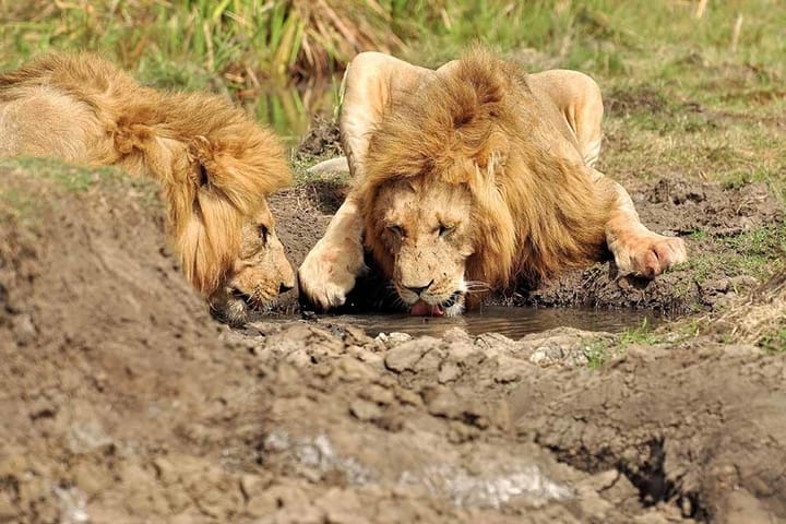 4 days,3 nights group joining lodge safari to Serengeti ,Ngorongoro and Manyara 7
