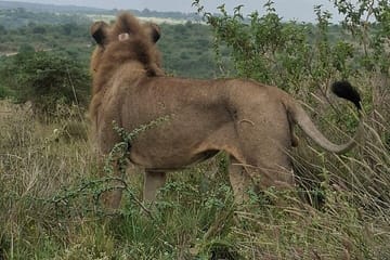Nairobi National Park Open Game Viewer Landcruiser Safari