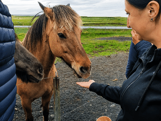 Golden Circle & Meet the Icelandic Horses | English Guide + Selected German Departures, photo 29