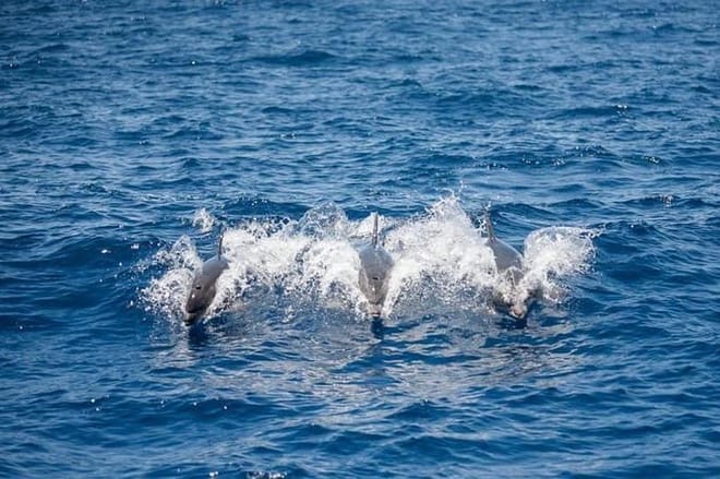 Whale and Dolphin Watching Yacht Trip in Puerto Colón 7