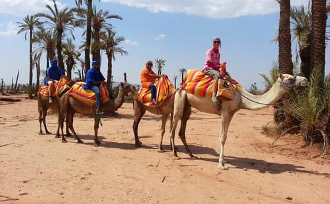 Camel Ride Tour in Marrakech with Berber Lifestyle Insights