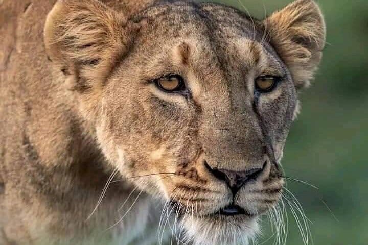 Full Day Tour to Chobe National Park and Botswana