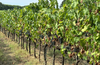 Boutique Winery Visit & Wine Tasting near Arezzo 10