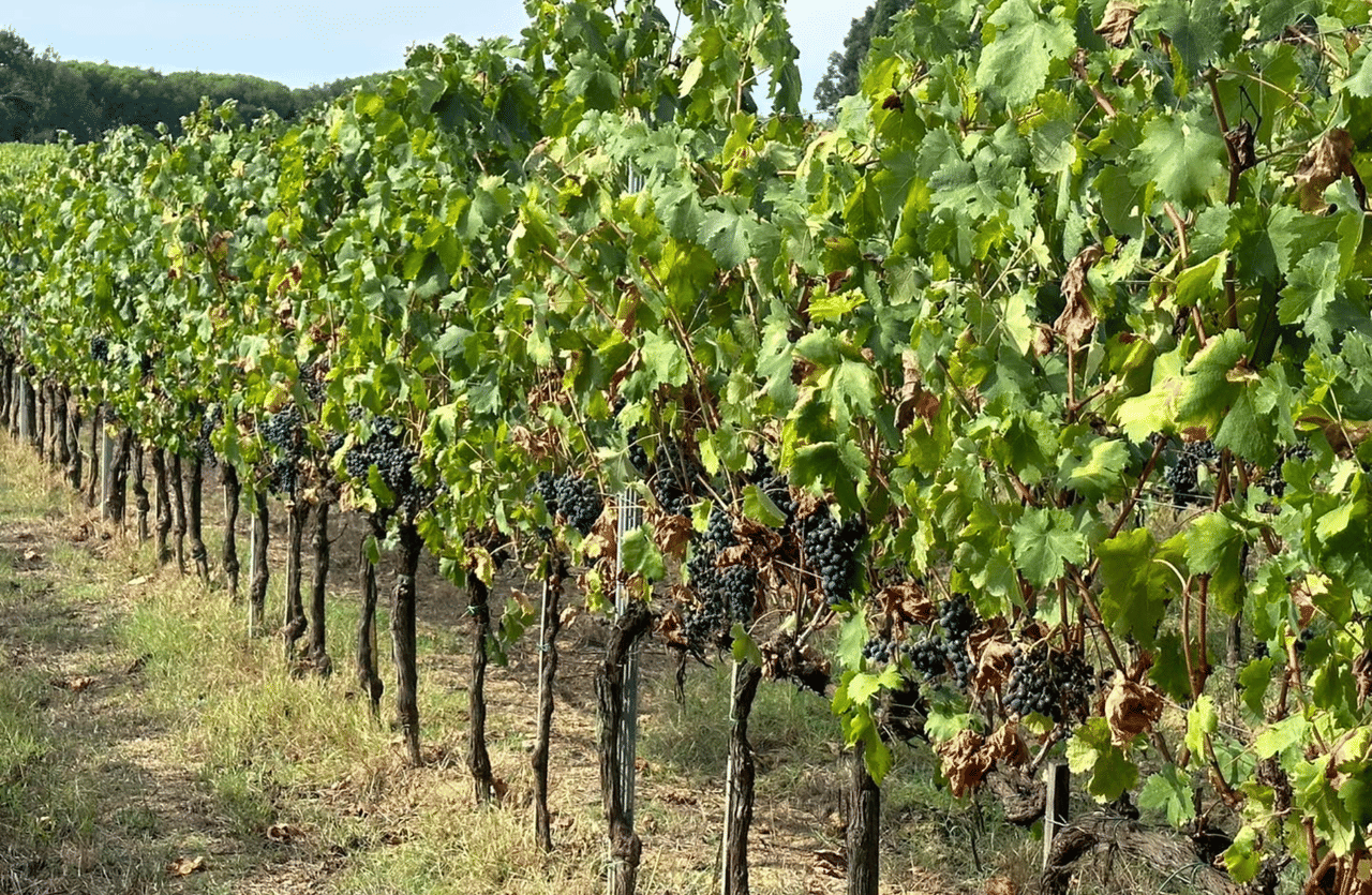 Boutique Winery Visit & Wine Tasting near Arezzo 10