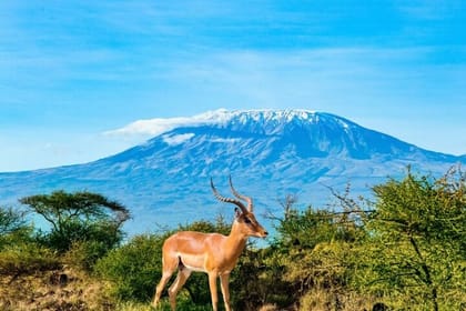 2 Days Amboseli National Park Safari Experience