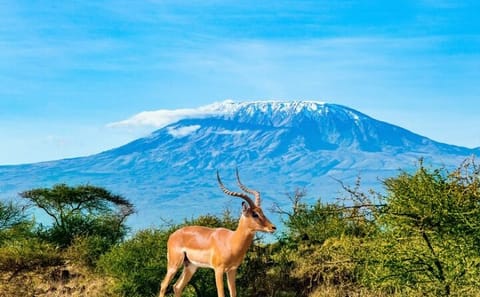 2-Day Safari in Amboseli National Park, Kenya