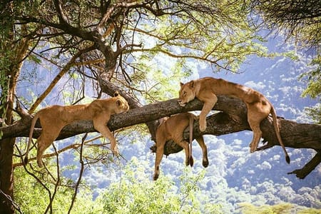 Elephant Special Serengeti & Ngorongoro Crater 5 Days / 4 Nights