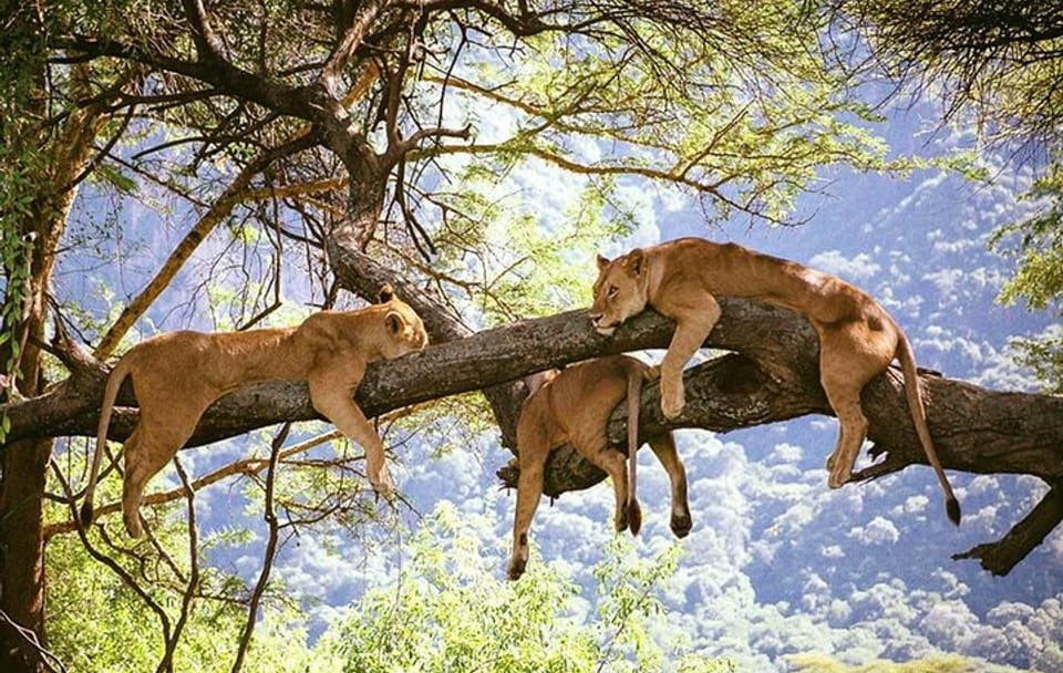 Elephant Special Serengeti & Ngorongoro Crater 5 Days / 4 Nights