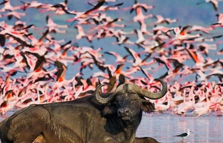 Day Tour of Lake Nakuru and Naivasha National Park from Nairobi