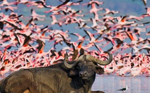 Day Tour of Lake Nakuru and Naivasha from Nairobi